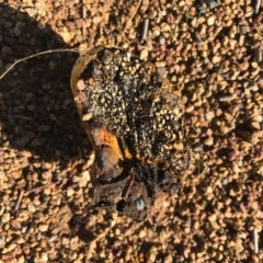 Pisolithus sp. at Watson, ACT - 30 Apr 2017 09:37 AM