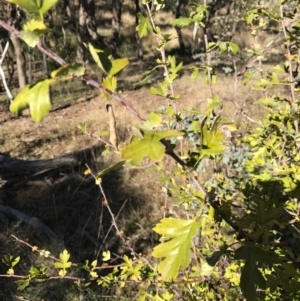 Crataegus monogyna at Watson, ACT - 30 Apr 2017