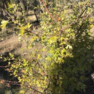 Crataegus monogyna at Watson, ACT - 30 Apr 2017