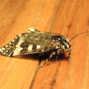 Apina callisto at Gordon, ACT - 27 Apr 2017 10:02 PM