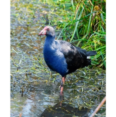 Porphyrio melanotus (Australasian Swamphen) at Pambula, NSW - 28 Apr 2017 by JulesPhotographer