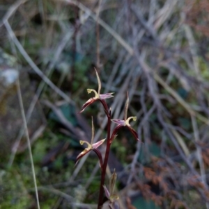 Acianthus exsertus at Jerrabomberra, NSW - 30 Apr 2017