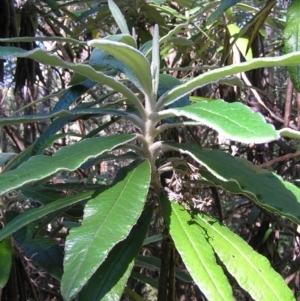 Bedfordia arborescens at Paddys River, ACT - 29 Apr 2017