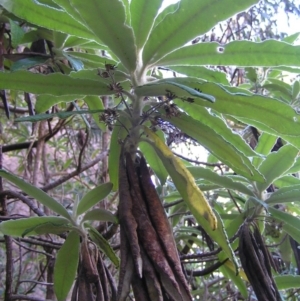 Bedfordia arborescens at Paddys River, ACT - 29 Apr 2017 11:15 AM