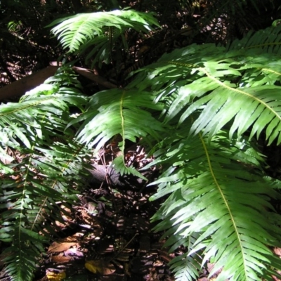 Blechnum nudum (Fishbone Water Fern) at Paddys River, ACT - 29 Apr 2017 by MatthewFrawley