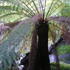 Dicksonia antarctica (Soft Treefern) at Paddys River, ACT - 29 Apr 2017 by MatthewFrawley