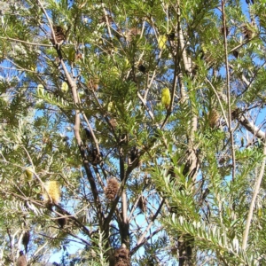 Banksia marginata at Paddys River, ACT - 29 Apr 2017 12:57 PM