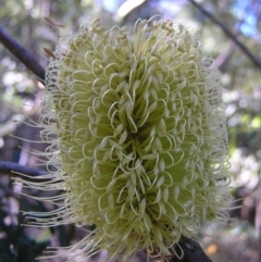 Banksia marginata at Paddys River, ACT - 29 Apr 2017 12:57 PM