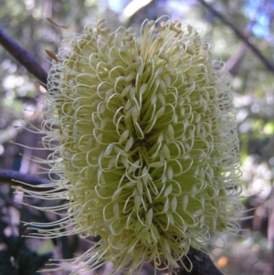 Banksia marginata at Paddys River, ACT - 29 Apr 2017 12:57 PM