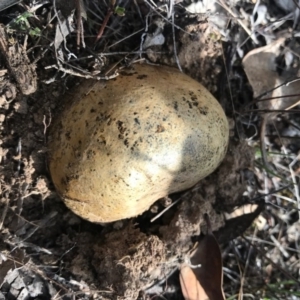 Pisolithus sp. at Goorooyarroo NR (ACT) - 30 Apr 2017 01:40 PM