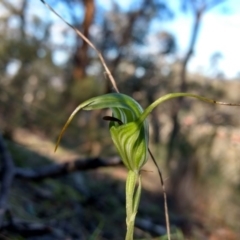 Diplodium laxum (Antelope greenhood) at Jerrabomberra, NSW - 30 Apr 2017 by MattM