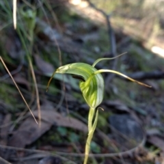 Diplodium laxum at Jerrabomberra, NSW - suppressed