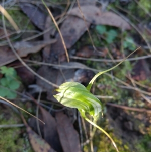 Diplodium laxum at Jerrabomberra, NSW - suppressed