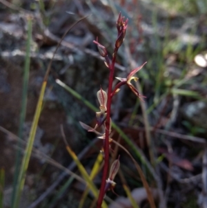 Acianthus exsertus at Jerrabomberra, NSW - 30 Apr 2017