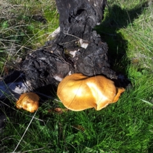 Gymnopilus junonius at Kambah, ACT - 30 Apr 2017 01:57 PM