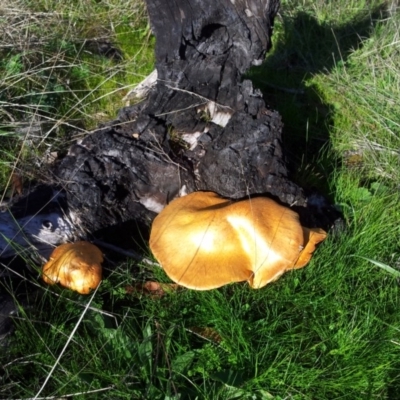 Gymnopilus junonius (Spectacular Rustgill) at Kambah, ACT - 30 Apr 2017 by RosemaryRoth