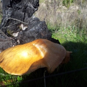 Gymnopilus junonius at Kambah, ACT - 30 Apr 2017