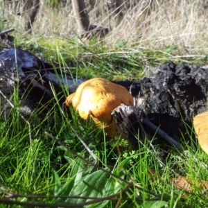 Gymnopilus junonius at Kambah, ACT - 30 Apr 2017