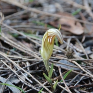 Diplodium truncatum at Canberra Central, ACT - 30 Apr 2017