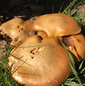 Gymnopilus junonius at Gungahlin, ACT - 30 Apr 2017