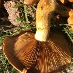 Gymnopilus junonius at Gungahlin, ACT - 30 Apr 2017