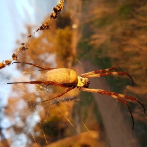 Trichonephila edulis at Hawker, ACT - 30 Apr 2017