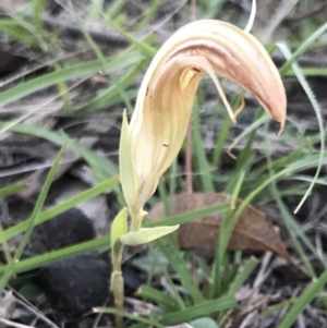 Diplodium truncatum at Bungendore, NSW - suppressed