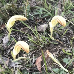 Diplodium truncatum at Bungendore, NSW - suppressed