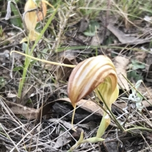 Diplodium truncatum at Bungendore, NSW - suppressed