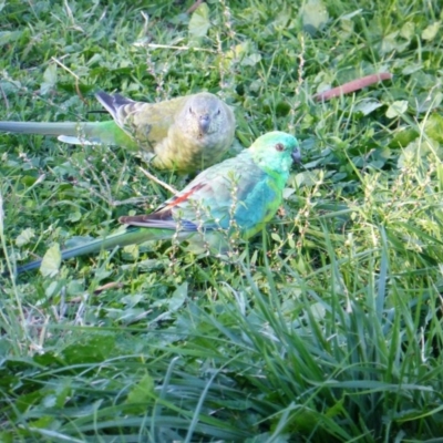 Psephotus haematonotus (Red-rumped Parrot) at Acton, ACT - 30 Apr 2017 by Mike