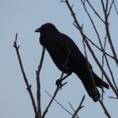 Corvus coronoides (Australian Raven) at Molonglo River Reserve - 24 Apr 2017 by michaelb
