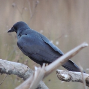 Corvus coronoides at Molonglo River Reserve - 24 Apr 2017 06:56 PM