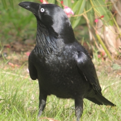 Corvus coronoides (Australian Raven) at Conder, ACT - 16 Apr 2014 by michaelb
