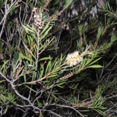 Callistemon sieberi (River Bottlebrush) at Molonglo River Reserve - 30 Apr 2017 by michaelb