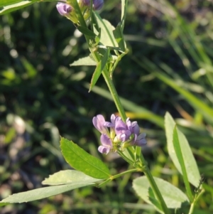 Medicago sativa at Coombs, ACT - 30 Apr 2017