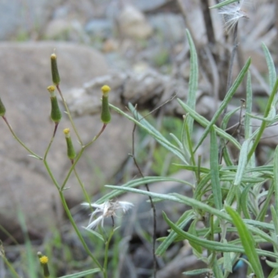 Senecio quadridentatus (Cotton Fireweed) at Coombs, ACT - 30 Apr 2017 by michaelb