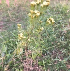 Tagetes minuta (Stinking Roger) at Pambula, NSW - 1 May 2017 by PatriciaDaly