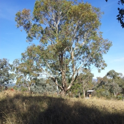 Eucalyptus blakelyi (Blakely's Red Gum) at Kambah, ACT - 1 May 2017 by RosemaryRoth
