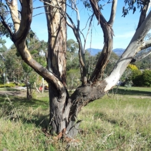 Eucalyptus blakelyi at Little Taylor Grassland (LTG) - 1 May 2017