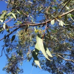 Eucalyptus blakelyi at Little Taylor Grassland (LTG) - 1 May 2017