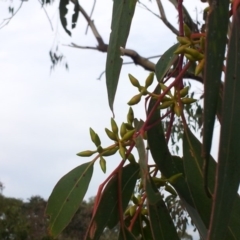 Eucalyptus blakelyi at Little Taylor Grassland (LTG) - 1 May 2017