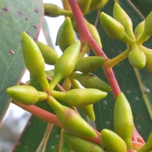 Eucalyptus blakelyi at Little Taylor Grassland (LTG) - 1 May 2017