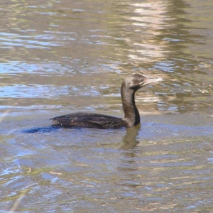 Phalacrocorax sulcirostris at Conder, ACT - 30 Apr 2017