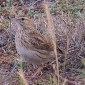 Anthus australis at Paddys River, ACT - 1 Dec 2014