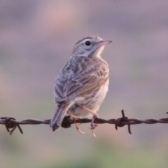 Anthus australis at Paddys River, ACT - 1 Dec 2014