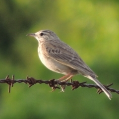 Anthus australis (Australian Pipit) at Barneys Hill/Mt Stranger - 9 Nov 2014 by MichaelBedingfield