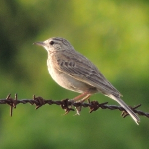 Anthus australis at Bonython, ACT - 9 Nov 2014 07:11 PM