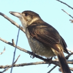 Cracticus torquatus (Grey Butcherbird) at Coombs, ACT - 29 Apr 2017 by michaelb