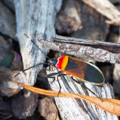 Dindymus versicolor (Harlequin Bug) at Molonglo Valley, ACT - 1 May 2017 by SMOT