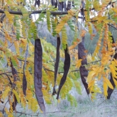 Gleditsia triacanthos (Honey Locust, Thorny Locust) at Coombs, ACT - 30 Apr 2017 by michaelb